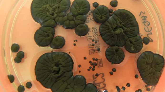 gribok plesen chernobil