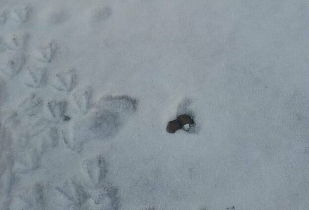 protivopehotnaya mina