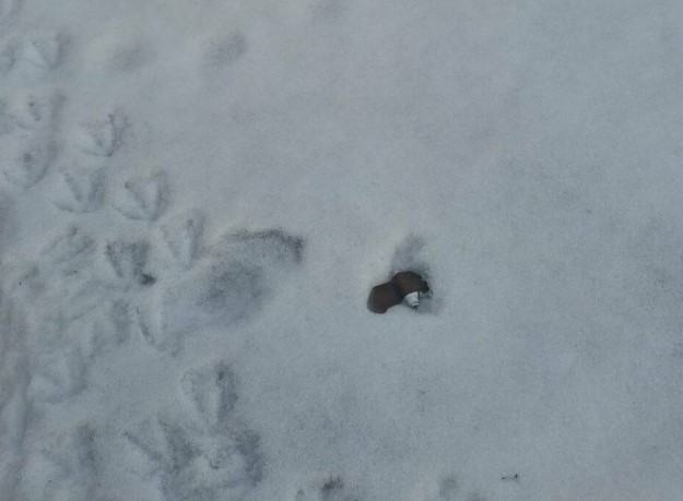 У громадах Запорізького району зафіксували міни «Пелюстка»: влада попереджає про різке зростання небезпеки 1 protivopehotnaya mina