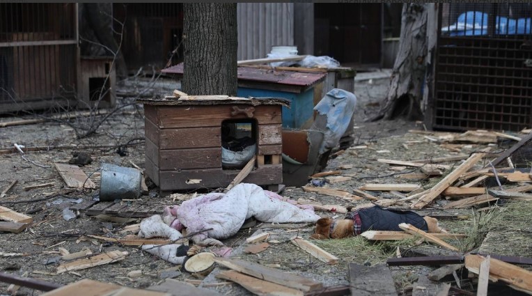 Обстріли Запорізької області: За добу поранено 10 цивільних, загинули 15 собак 1 obstrel sobaki