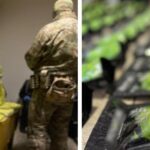 Наркобізнес під маскою чаю матча: у Запоріжжі та Києві викрили масштабну схему збуту кратому 37 1