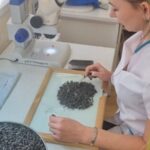 issledovanie seman podsolnechnika