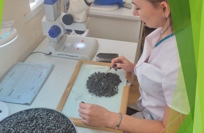 issledovanie seman podsolnechnika