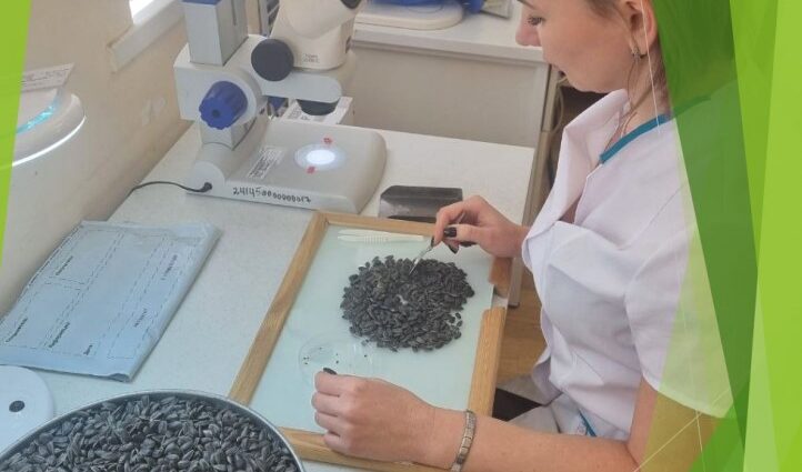 issledovanie seman podsolnechnika