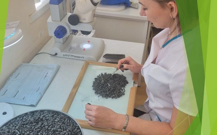 issledovanie seman podsolnechnika